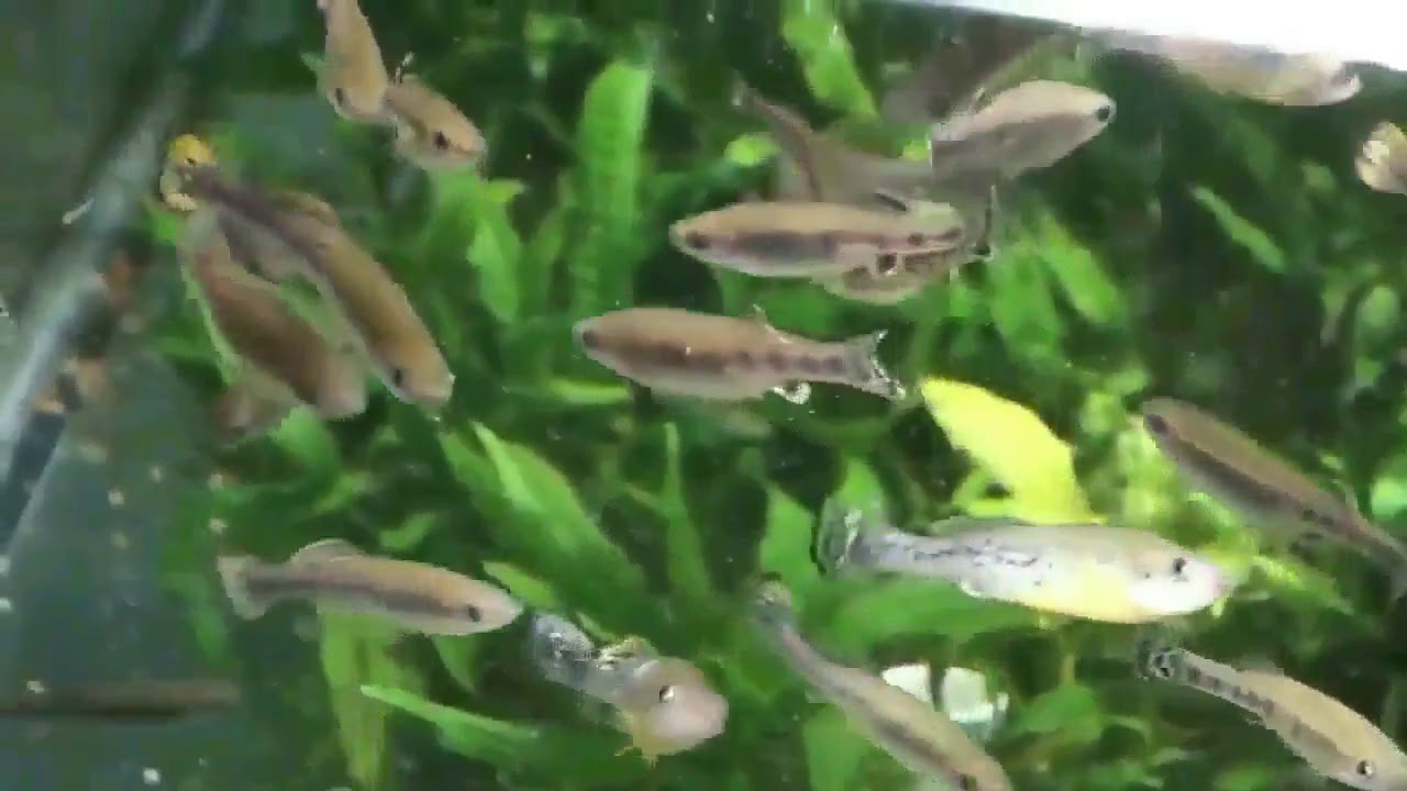 Select Aquatics Presents  Fish Tour 2019