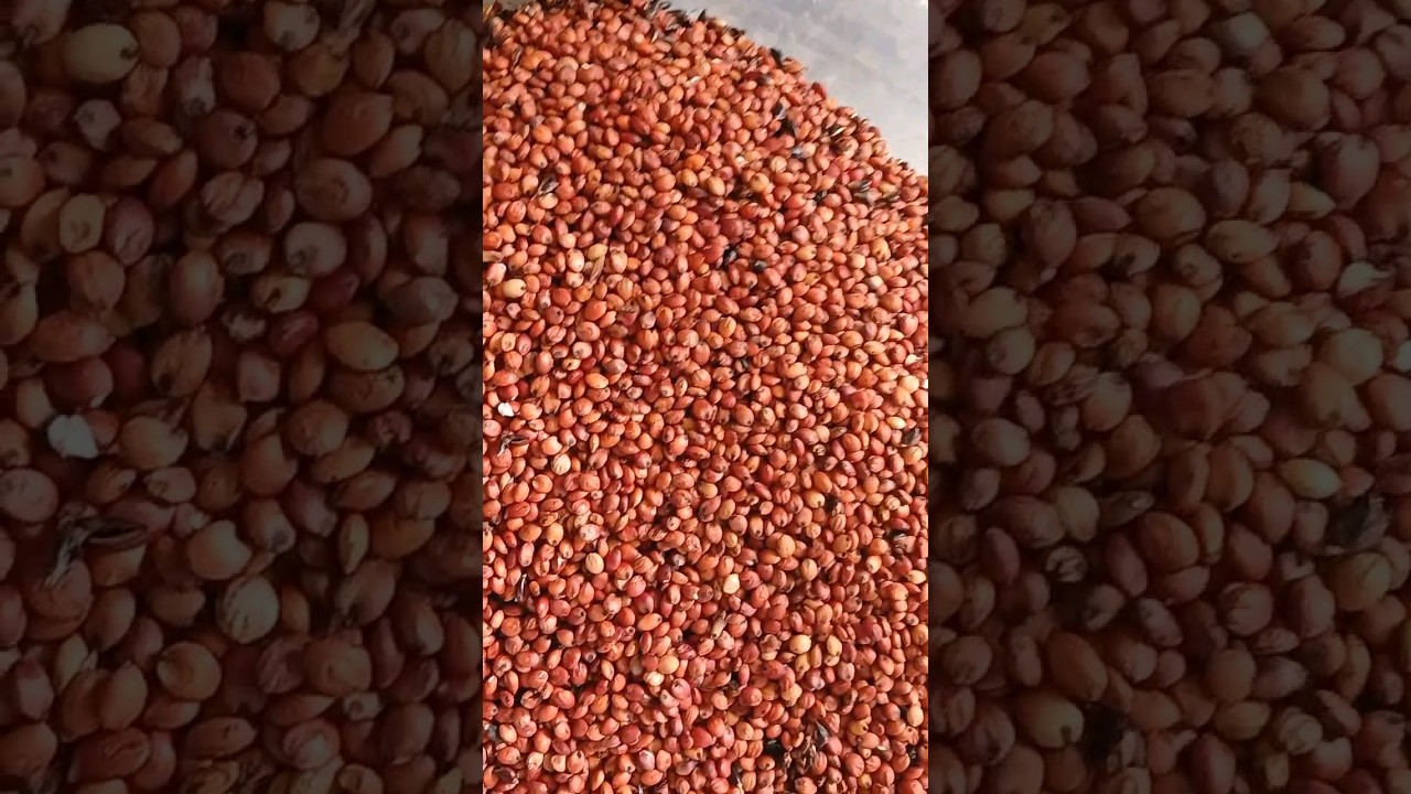 This Millet has a long way to go to becoming Porridge! Ghana Street Food at Home