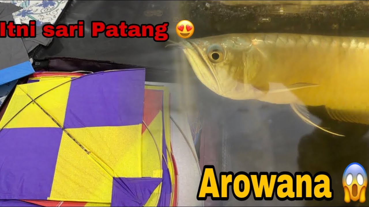 Arowana Update 😍 | Bohot sari patang mil gayii 