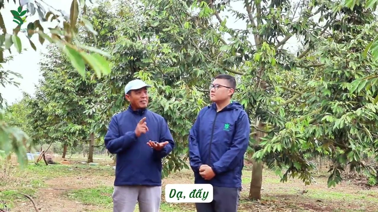 Xử lý sầu riêng trong thời tiết lạnh: Nhà vườn chia sẻ chiến thuật thực tế
