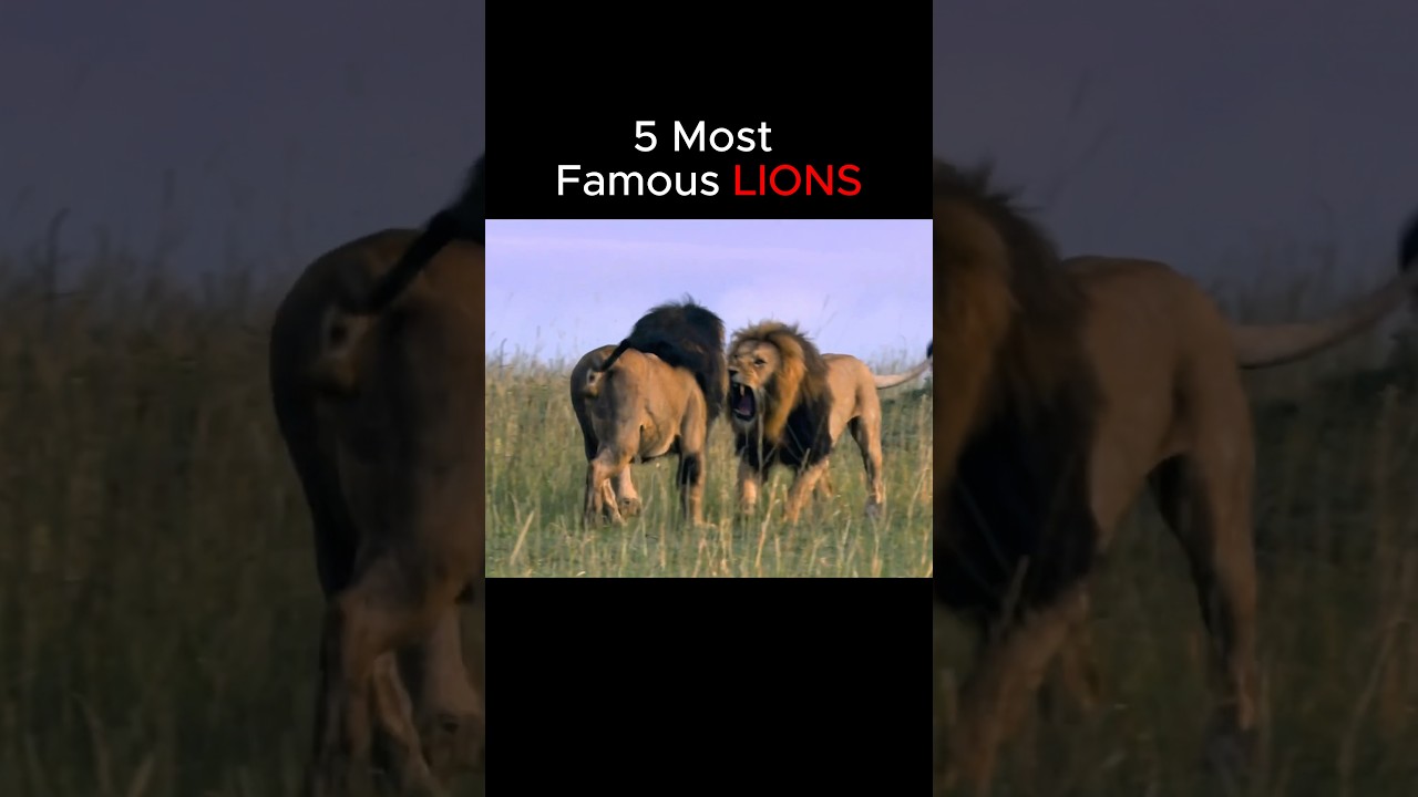 Top 5 Most Famous Lions 🦁 #lions #lion #scarface #king #lionking