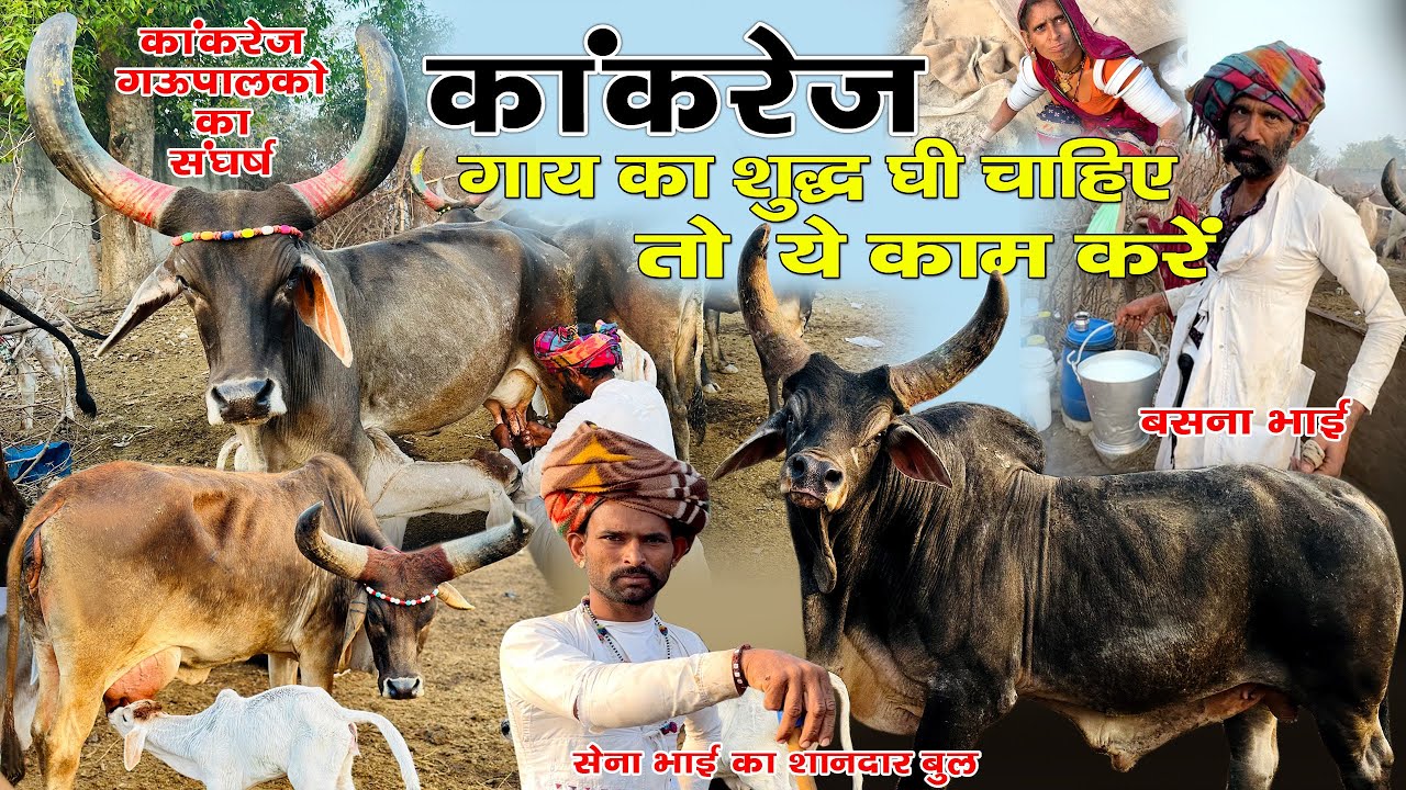 कांकरेज गऊपालक और देशी बिलोना घी । कांकरेज गऊपालको का संघर्ष ।