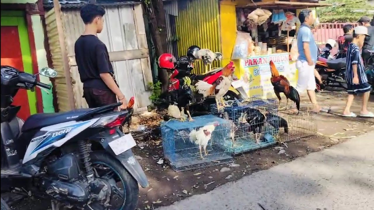 TIDAK HANYA PENJUAL BURUNG DI PB PETEKAN BANYAK PENJUAL AYAM BANGKOK