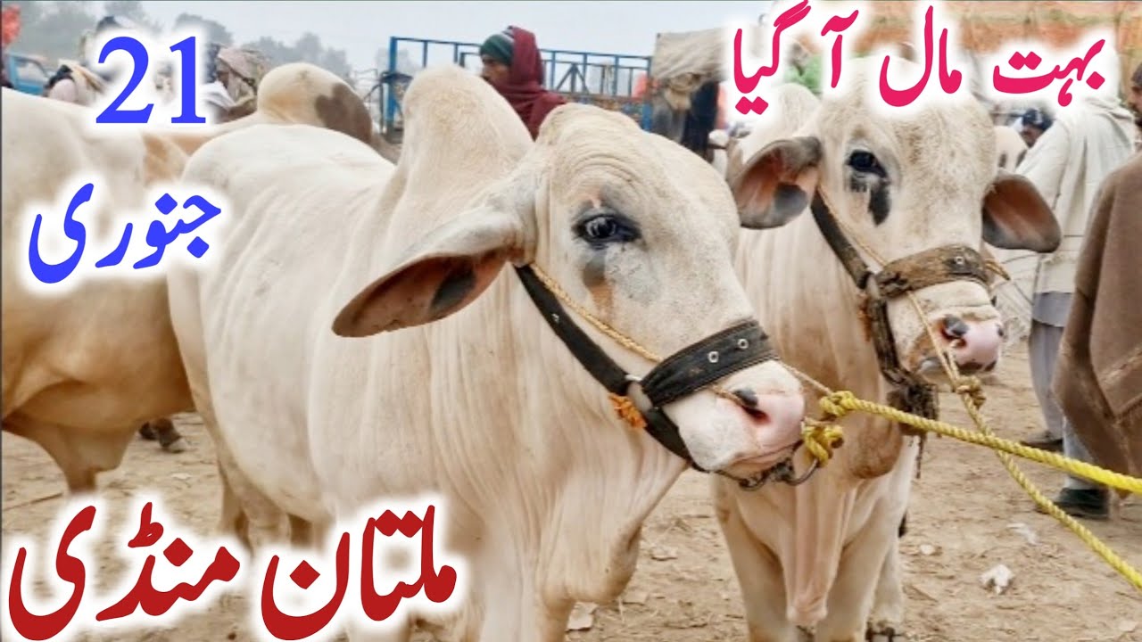 Fresh Multan Cow Mandi Video Cholistani Sahiwal Brahman Bachre || Global Village Farming