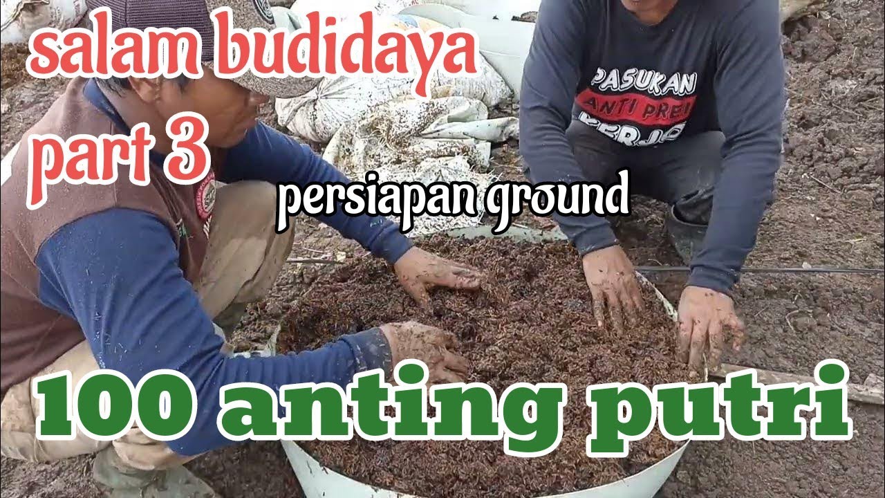 cara & proses pengolahan lahan budidaya anting putri#bonsai #bonsaiantingputri #budidaya