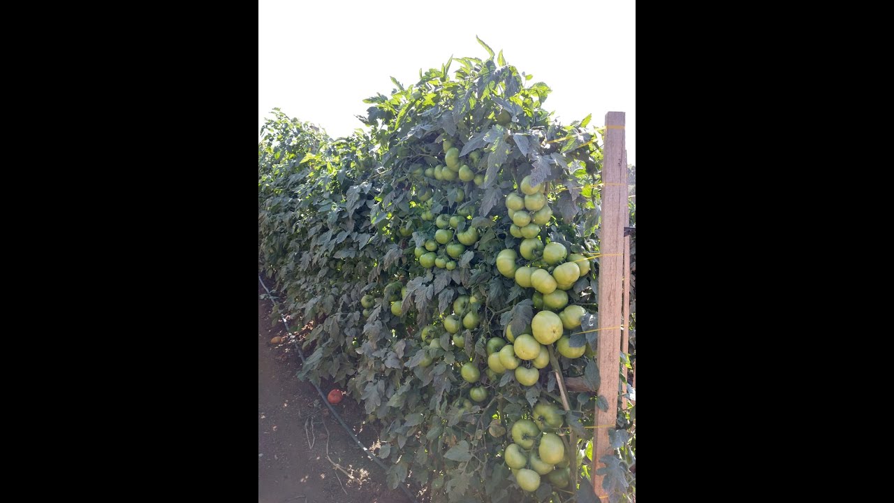 Roça perfeita de tomate