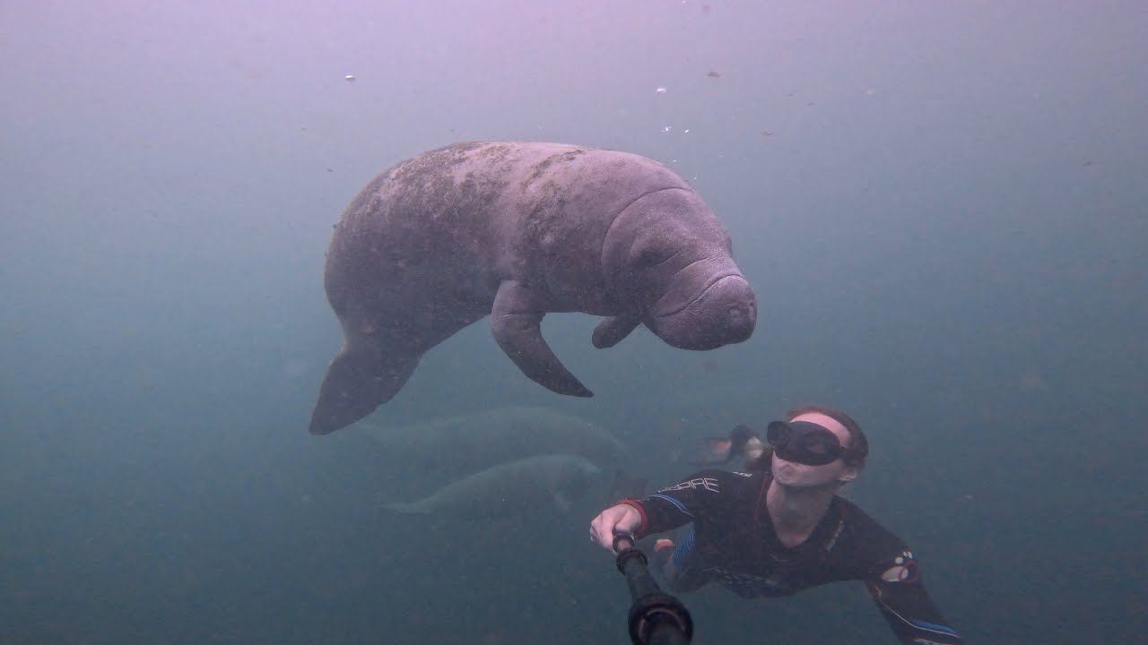 Free Diving Hospital Hole Weeki Wachee Florida