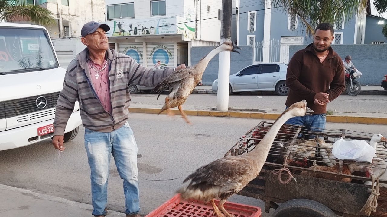 FEIRA DA GALINHA EM SÃO BENTO DO UNA-PE   #nordeste   30-07-2022