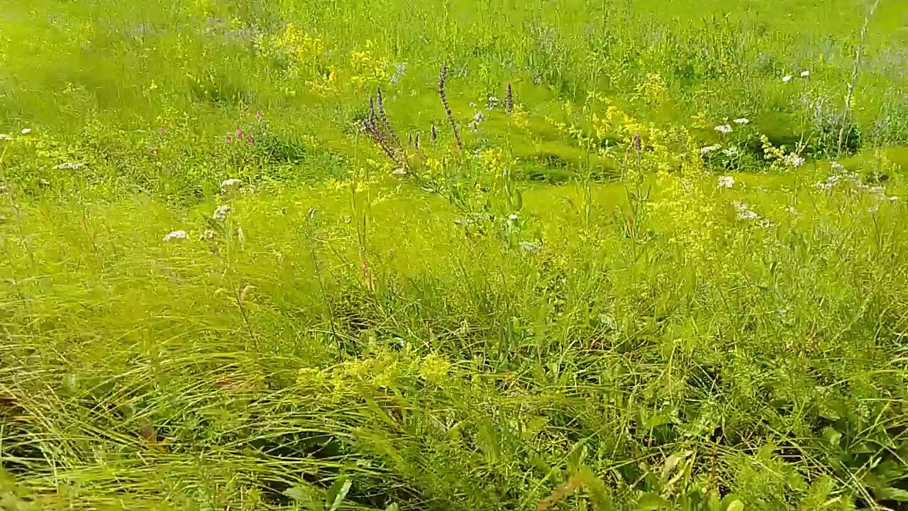Луг