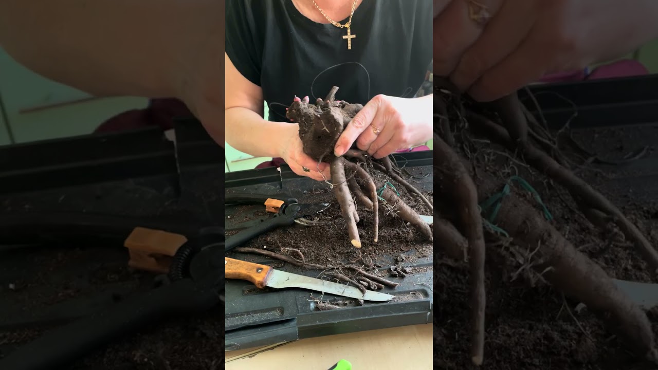 Деление Корней пиона Jacorma