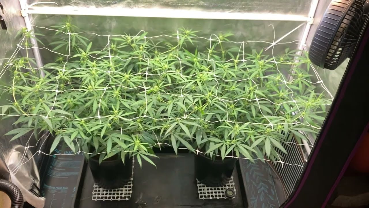 Haze on 15 days