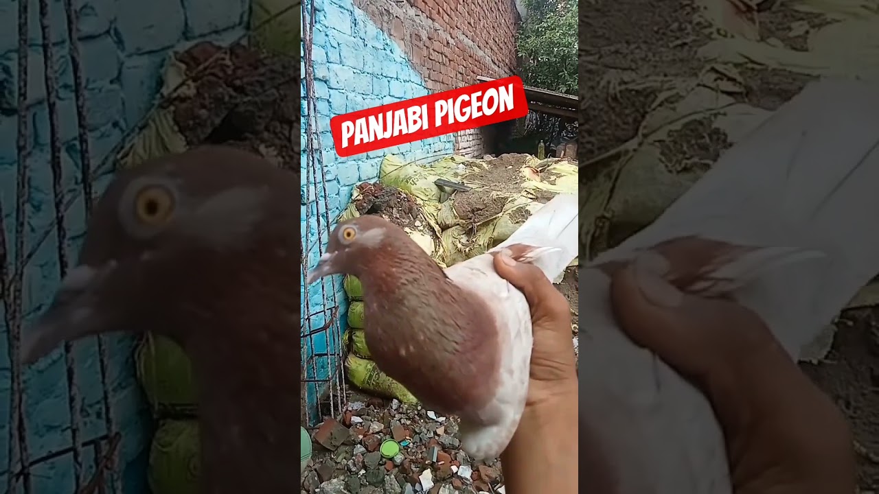 aas,mohmmad,ukpigeon