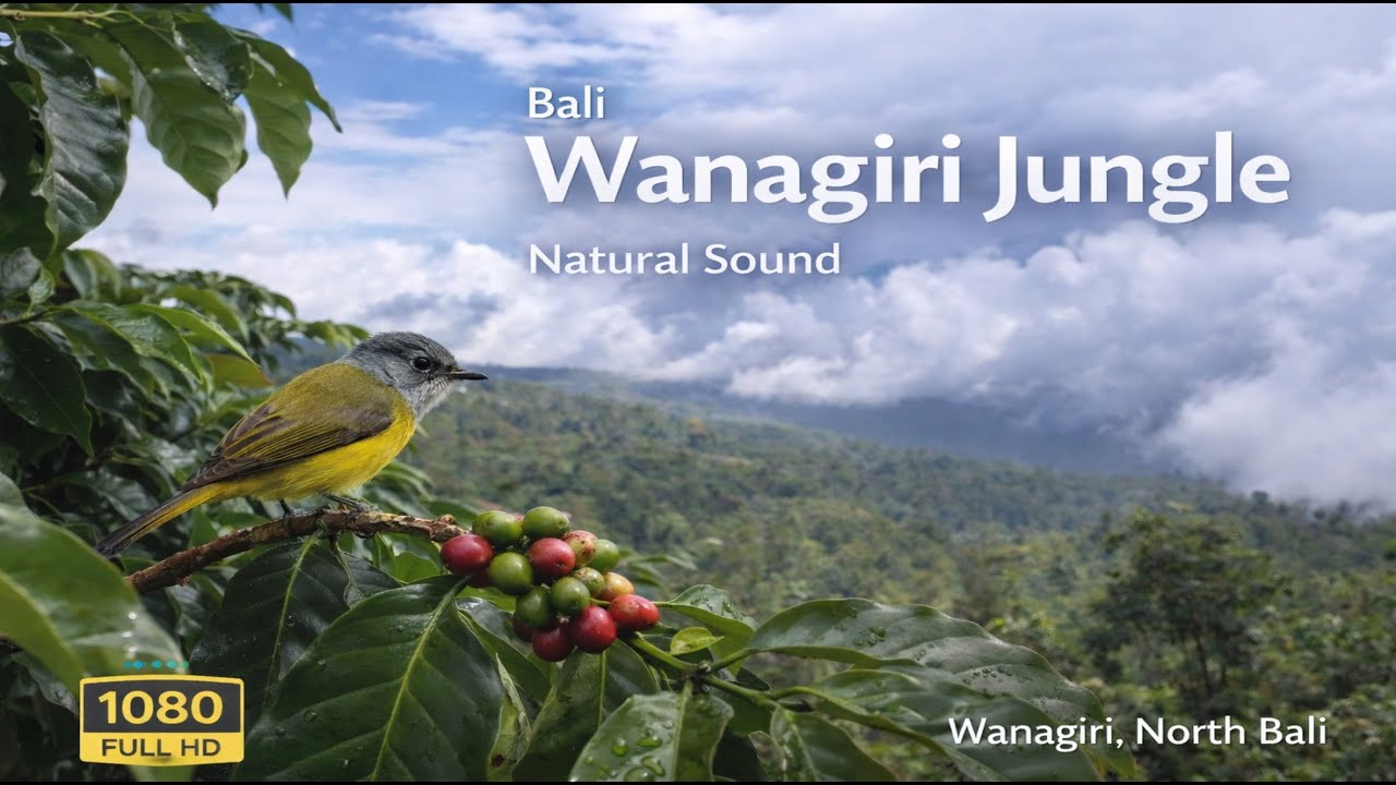 Changing Skies over Wanagiri Jungle 🌥️ | 1h 40m Bali Mountain Nature ASMR (No Music)