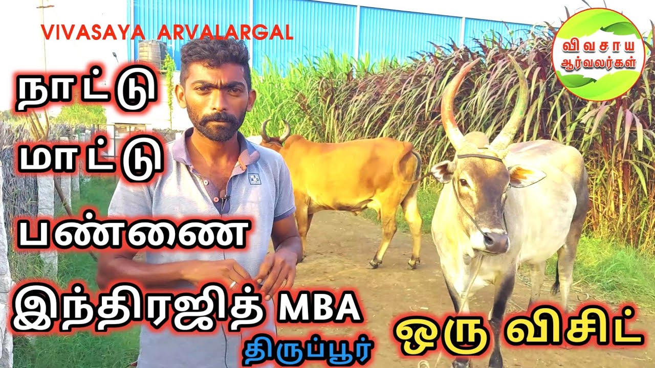 காங்கேயம் மாட்டின் மெல் உள்ள காதலால் நாட்டு மாட்டு பண்ணை #cows #cowfarm #cattlemarket #மாட்டுபண்ணை