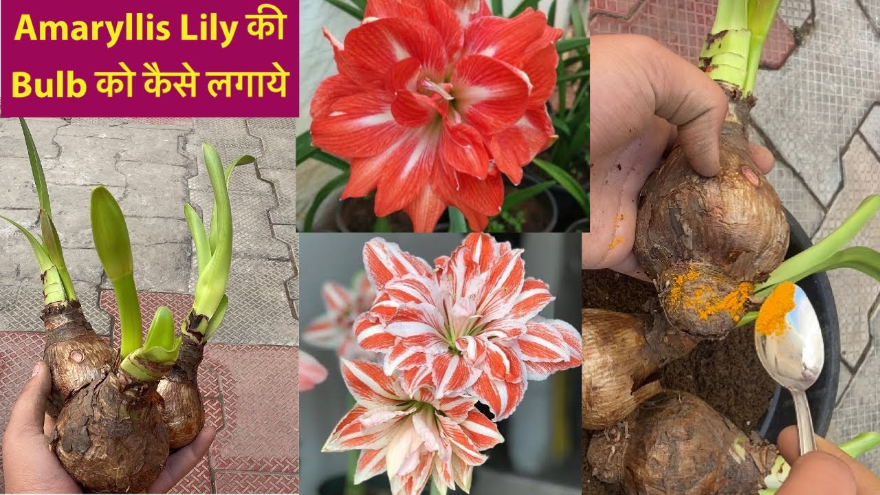 Amaryllis Bulb से फ़ूल लेने के लिए ये Tips  Follow ज़रूर करें||Summer Plants||Summer Flowering Bulbs
