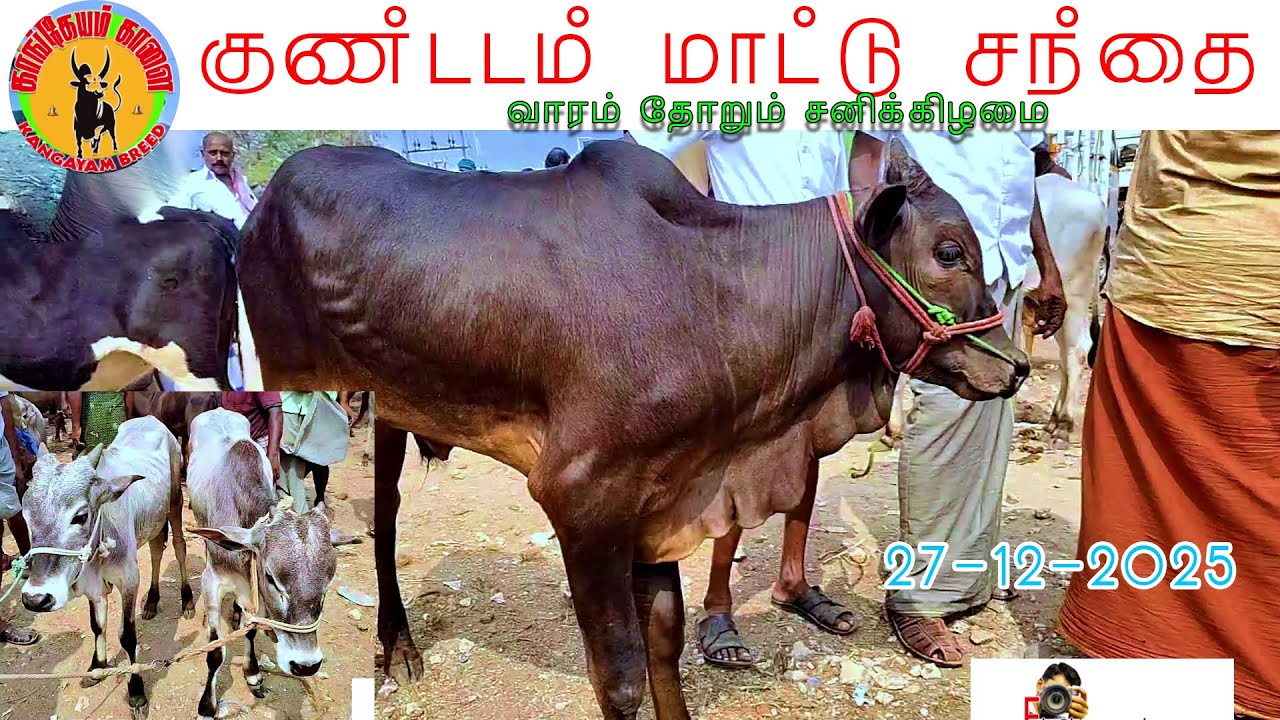 நாட்டு மாடுகளின் வரத்து அதிகரித்து வரும் குண்டடம் சந்தை #kangeyam_breed #kangayam_kalai