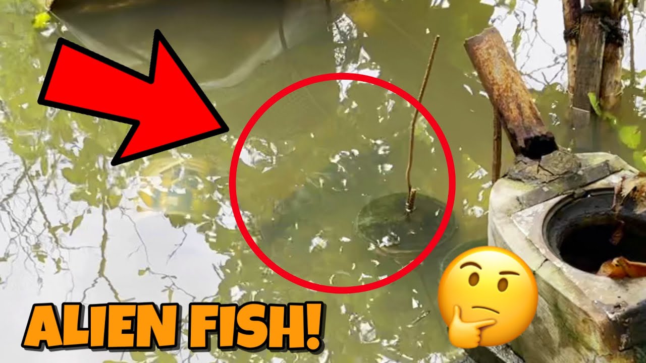ISDANG MUKHANG AHAS! O ALIEN FISH AKA SNAKE HEAD FISH BINGWITIN NATIN! PANG ULAM DIN 🐟