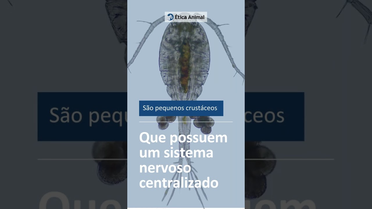Você conhece os copépodes?