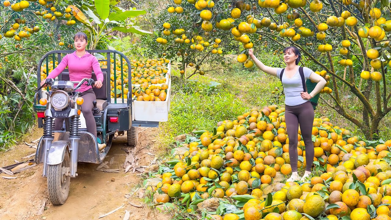 Harvesting A Lot Of Oranges By 3-Wheeled Truck Goes To Countryside Market Sell - Farm Life