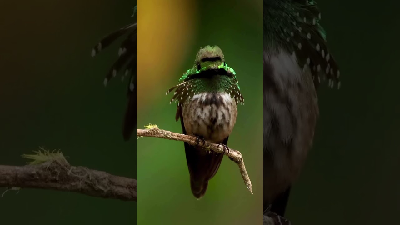 #birdscaptures #amazingbirds #birdsnature #planetbirds #eyespybirds #birdlife #birds #wildplanet