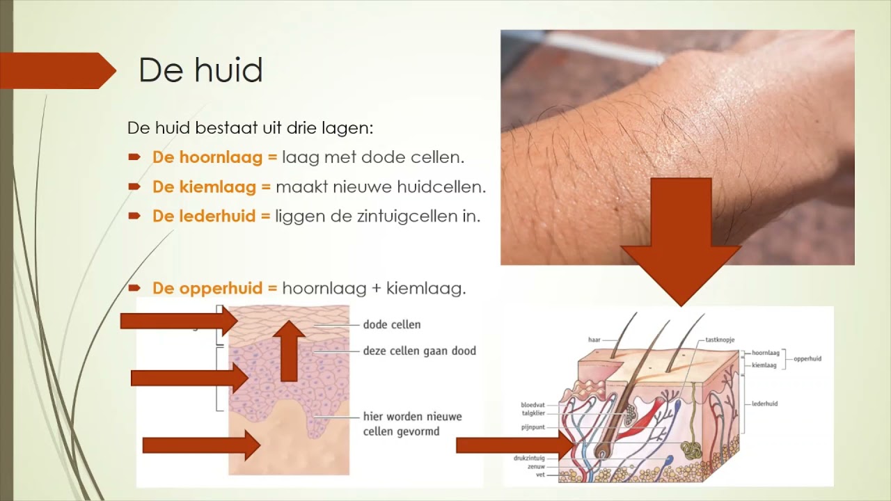 De huid