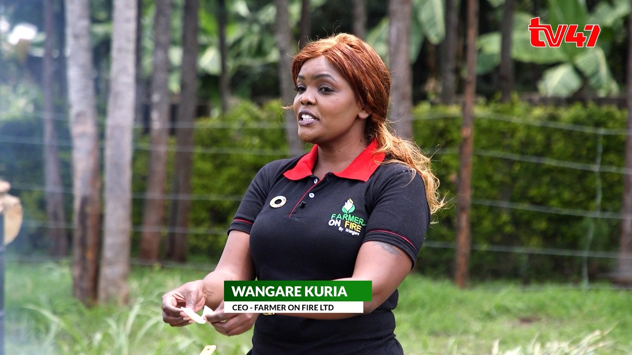 'Farmer on fire': Kiambu's Wangari Kuria's Booming Mushroom Farming