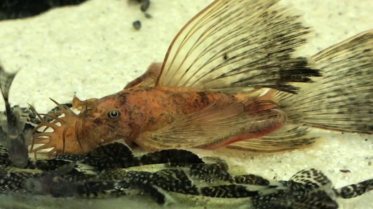 Longfin Calico Bristlenose Pleco (Ancistrus sp. 
