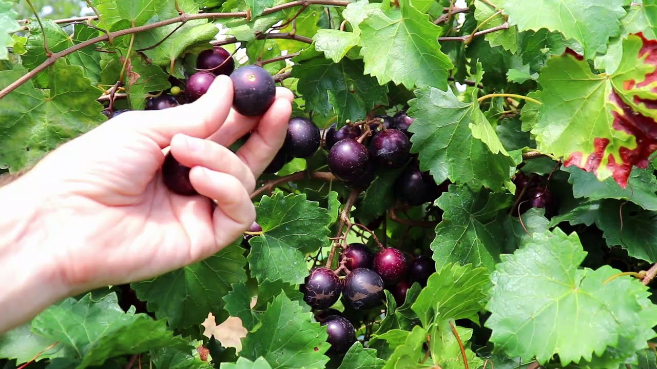Paulk Muscadine