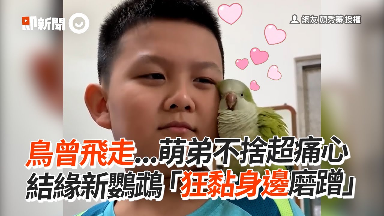 鳥曾飛走...萌弟超不捨　結緣黏人新鸚鵡❤ 臉貼臉磨蹭｜寵物｜和尚鸚鵡｜萌娃｜小主人｜精選影片