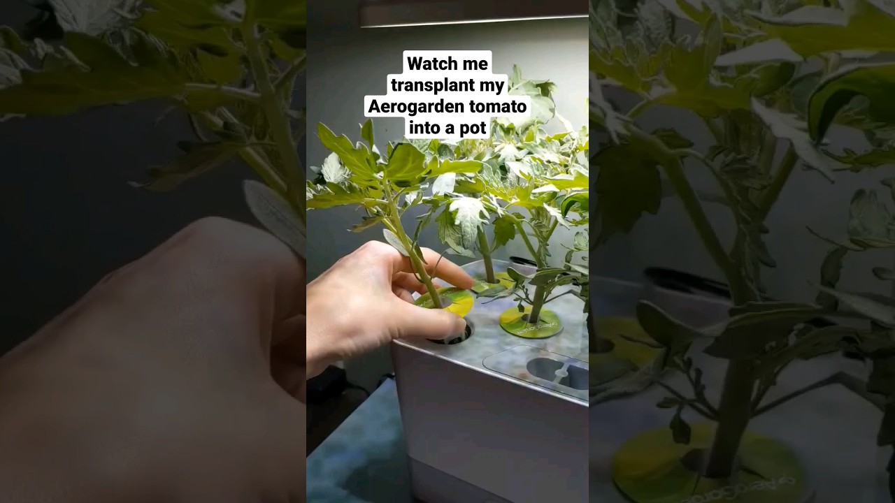 Transplanting an Aerogarden tomato into a pot #tomato