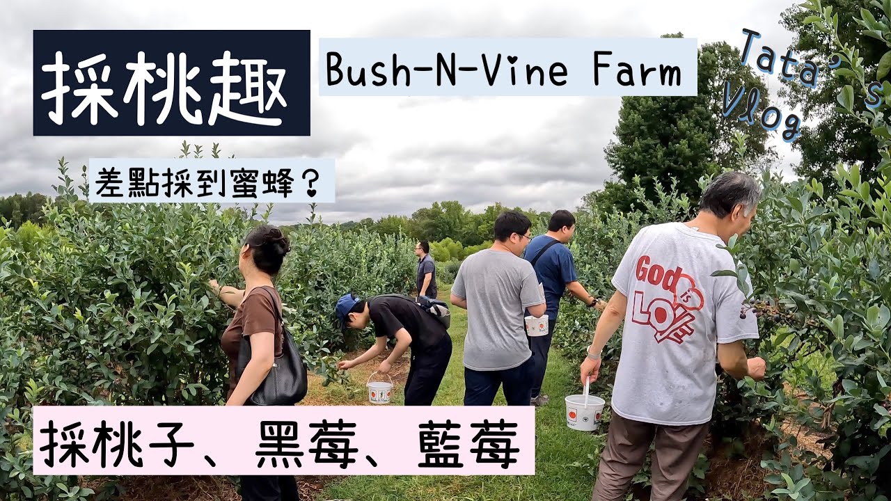 採桃、黑莓、藍莓！一次採三種累到了，但是好便宜好甜好多汁！花不到二十美金！