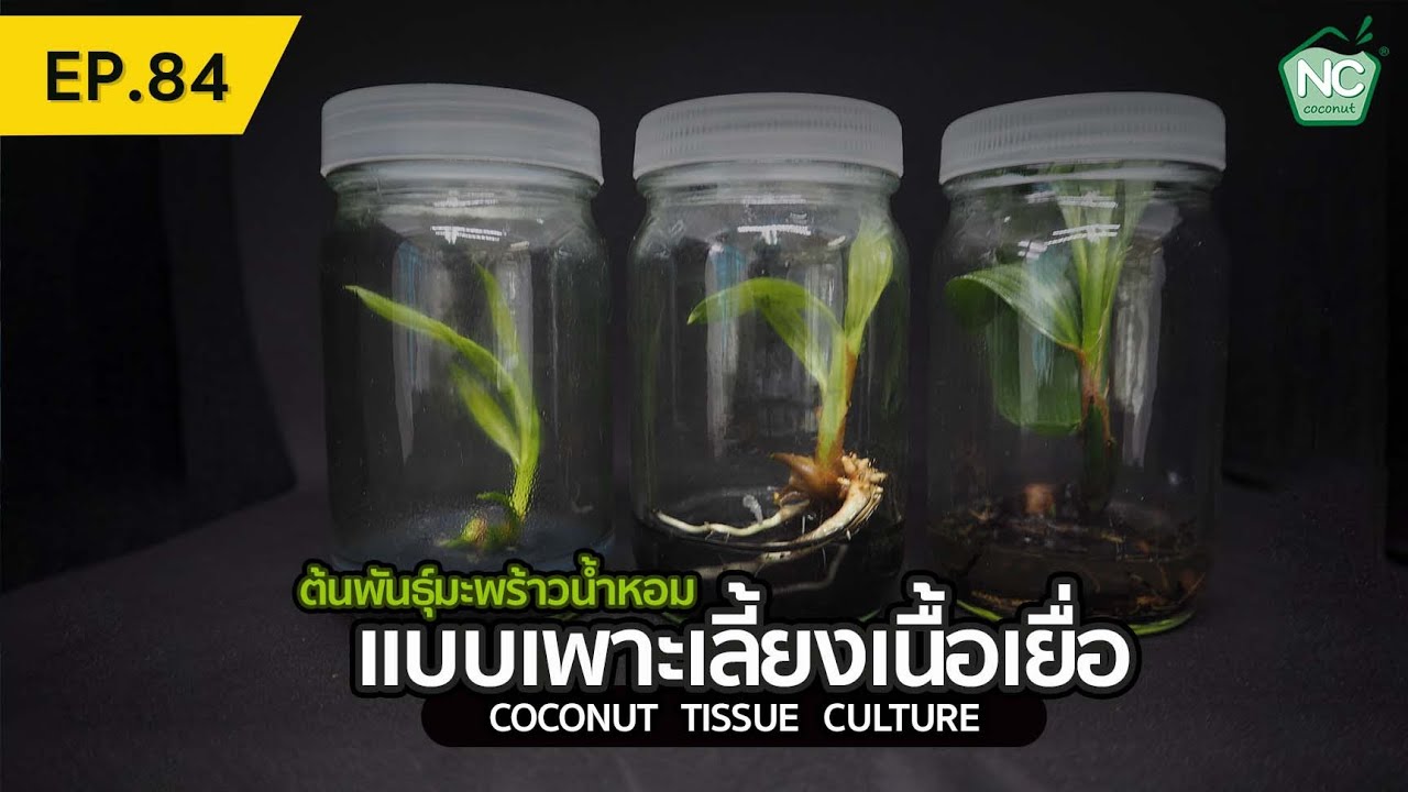 ต้นพันธุ์มะพร้าวน้ำหอมแบบเพาะเลี้ยงเนื้อเยื่อ ของแท้ไม่มีกลายพันธุ์ NC coconut Farm EP.84