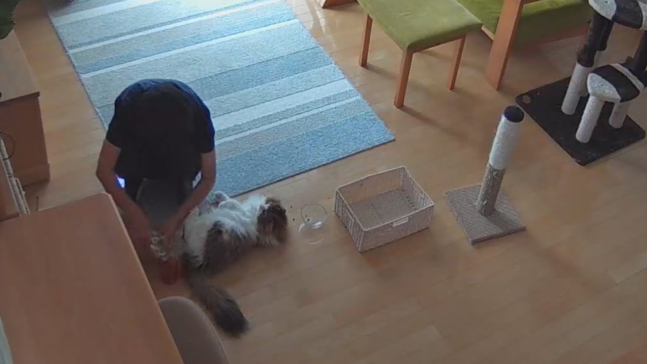 家族旅行の日の猫のお留守番。お世話に来たばあばへの甘え方が必死すぎて泣ける