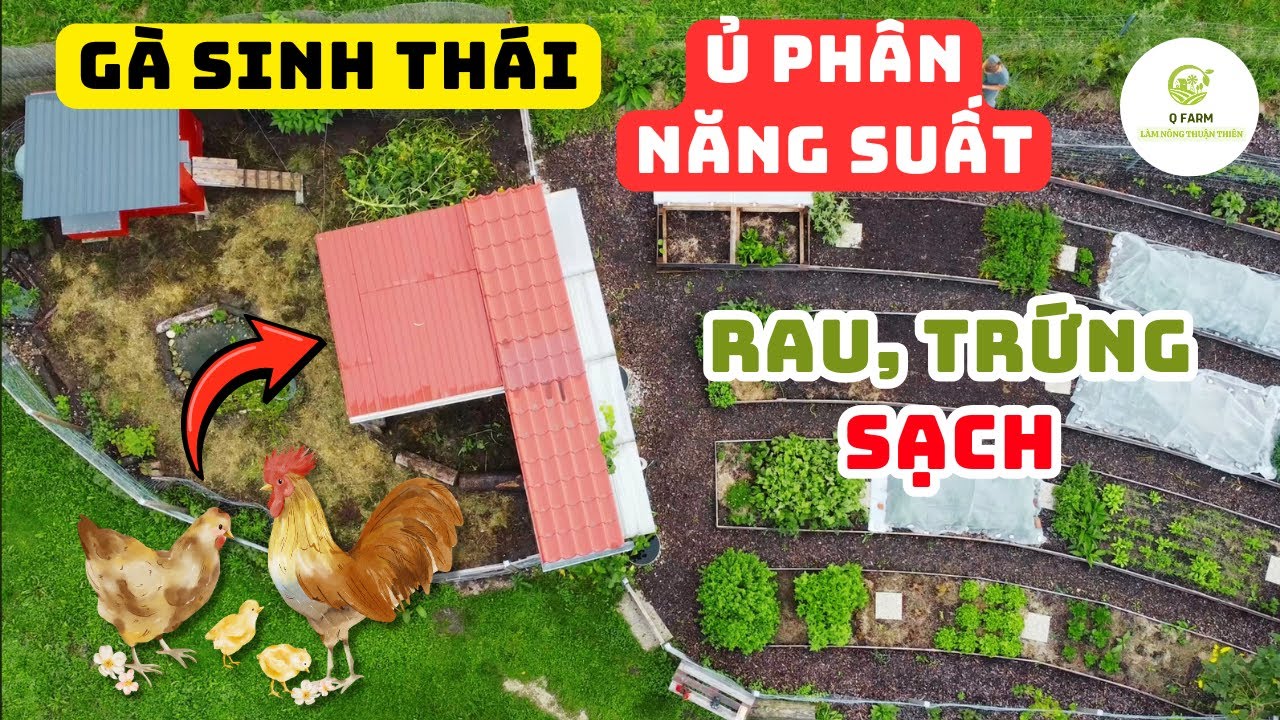 Chuồng Gà Trang Trại Sinh Thái: Không Mùi, Không Lãng Phí, Tăng Năng Suất Tự Nhiên