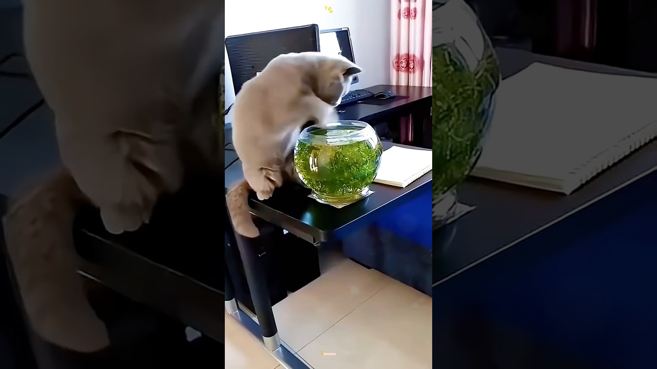 Super funny cats😂😂#cute #funny #cat #pets #funnycats #catlovers