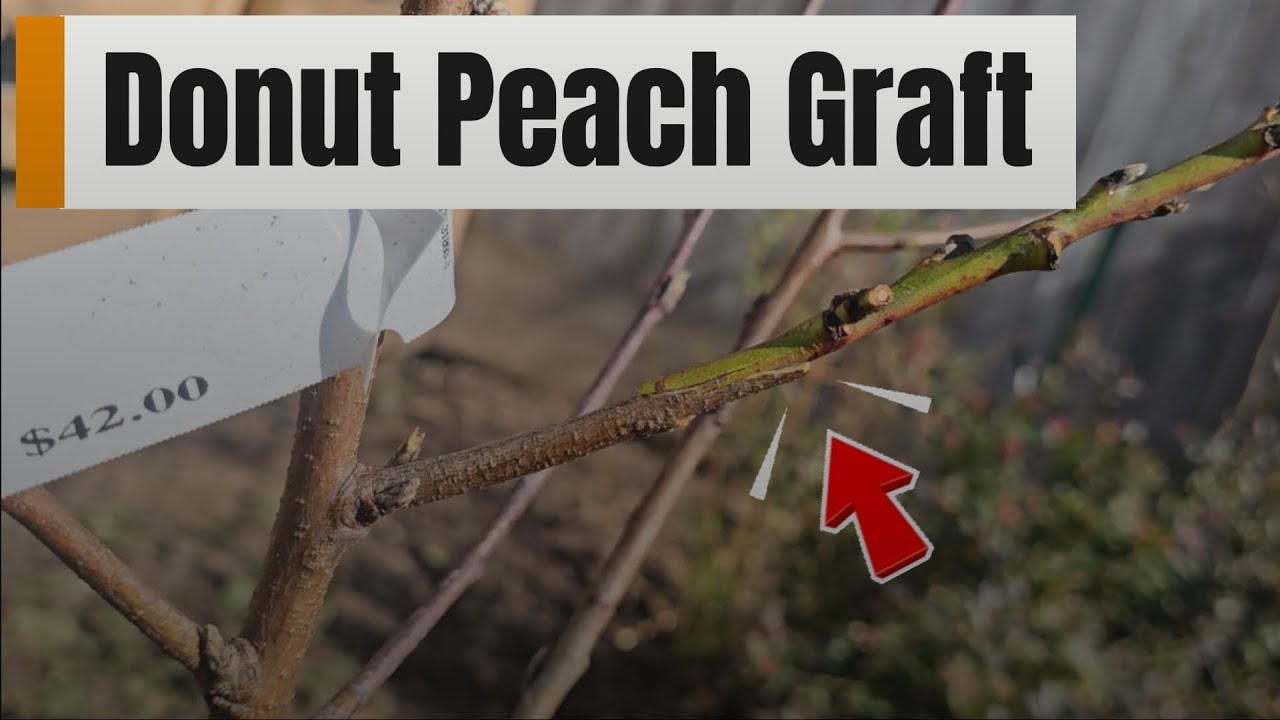 Donut Aka Saturn Peach Graft On To Galaxy Peach 
