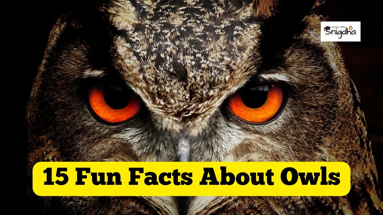 15 Fun Facts About Owls | Amazing Facts about Owls