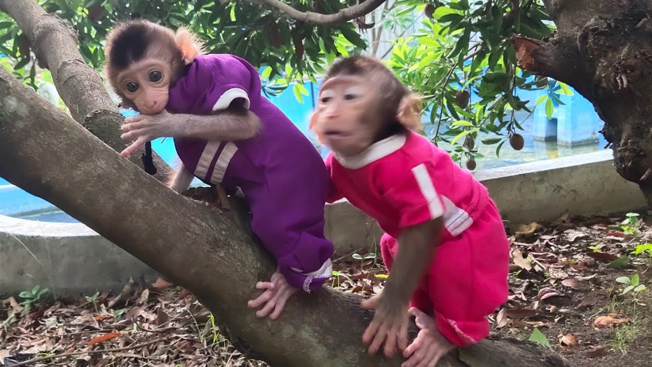 Baby monkey MONA and JOE on climbing