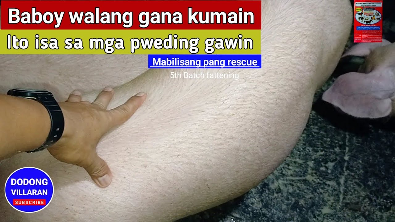 Baboy walang GANA kumain / ito isa sa mga pweding gawin / 281