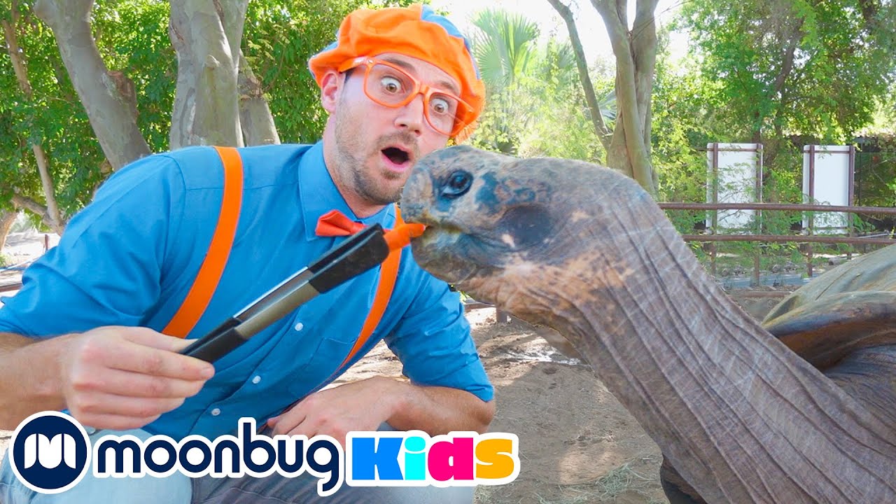 🐢 Blippi Visits a Zoo (Phoenix Zoo) @Blippi | Explore With Me!