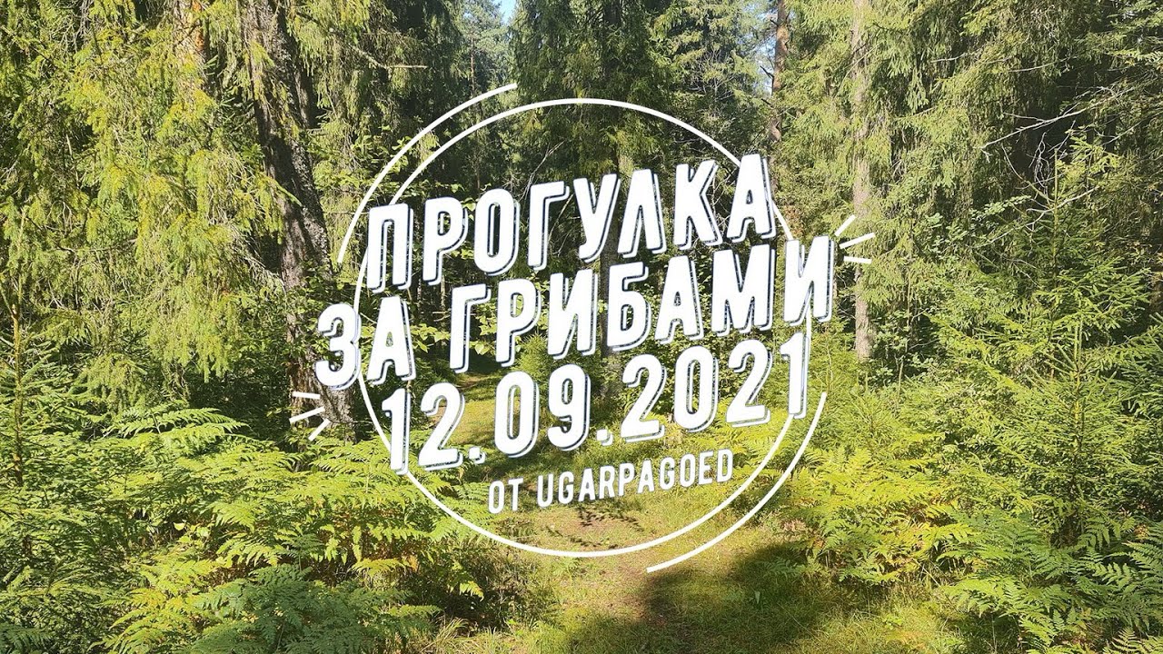 Прогулка за грибами. 12.09.2021 г.