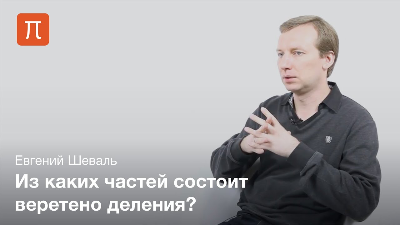 Евгений Шеваль - Размножение клеток