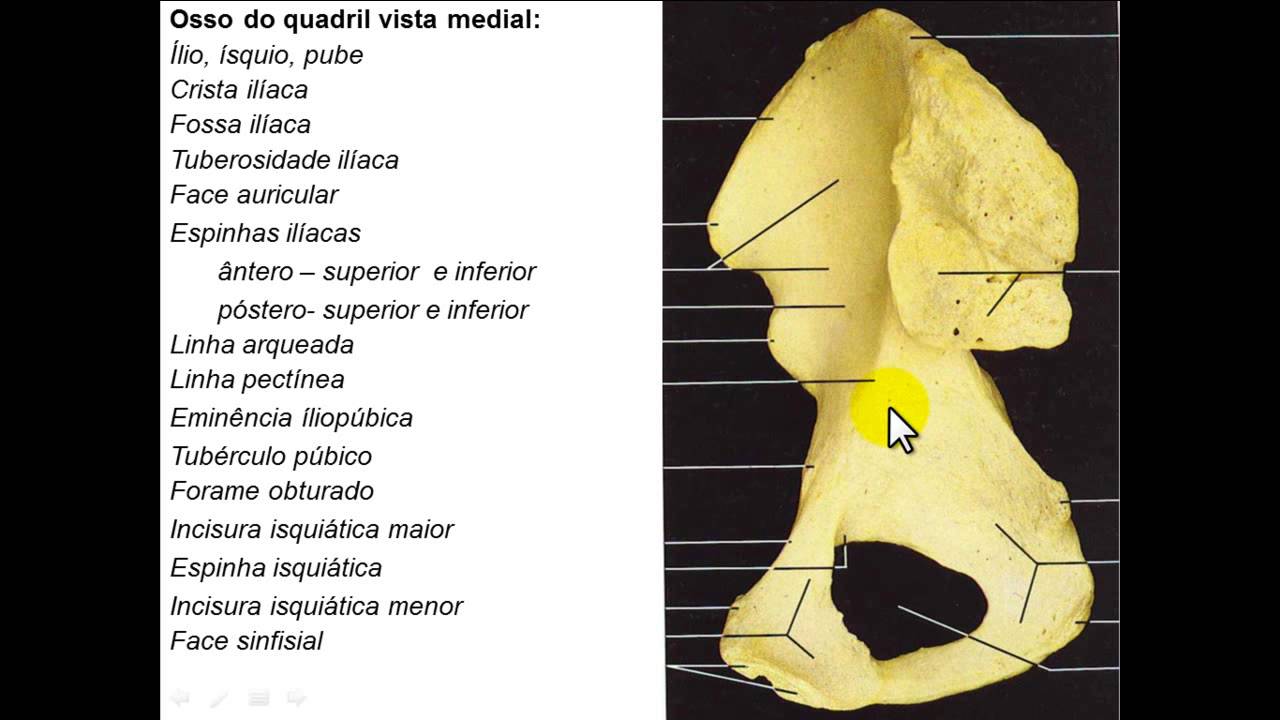 OSSOS DE MEMBRO INFERIOR PARTE 1 - OSSOS DO QUADRIL