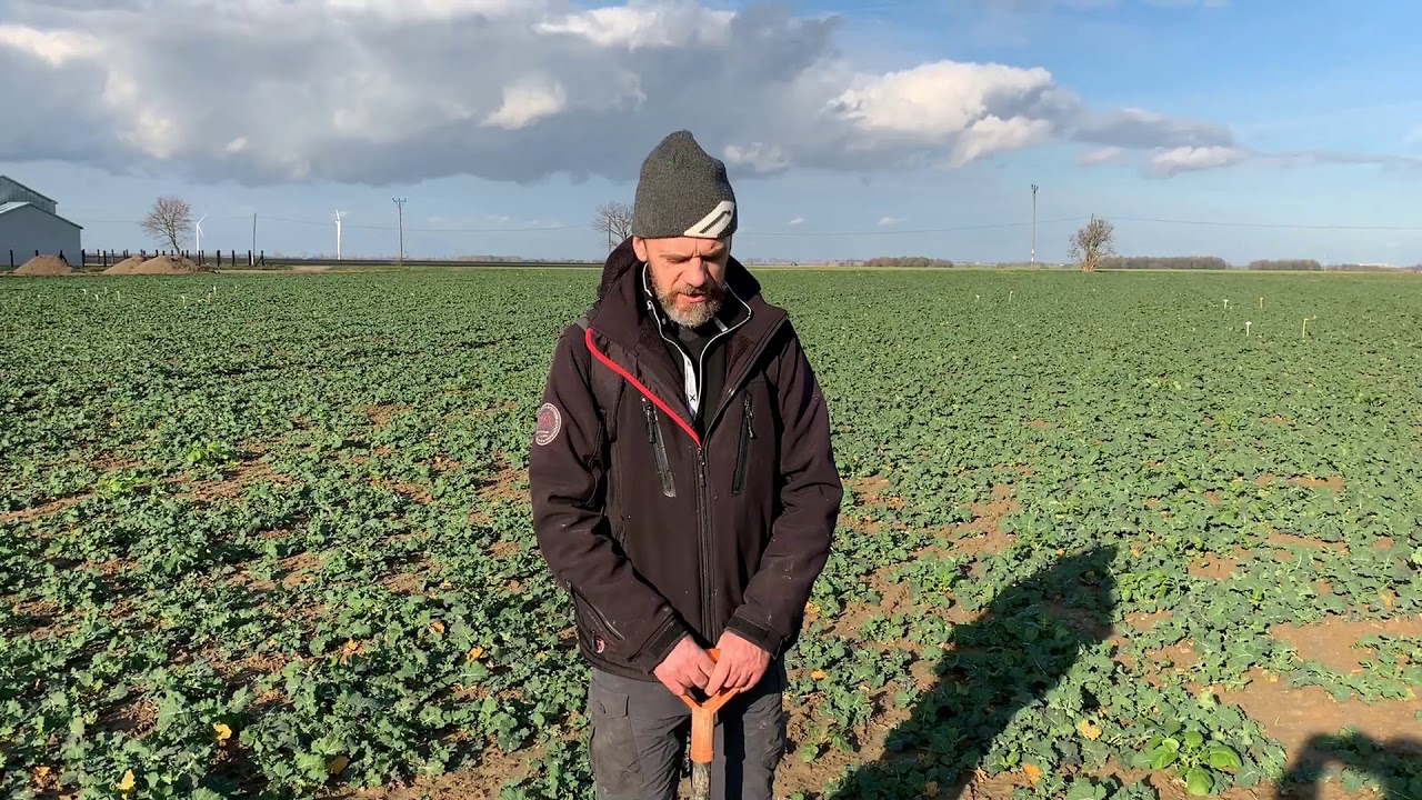 Rzepak - wpływ różnej obsady na plantację