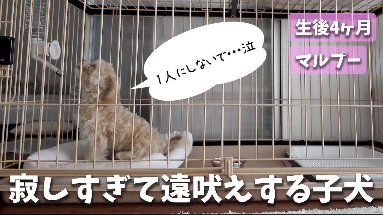 【隠し撮り】久しぶりのお留守番で愛犬がまさかの遠吠え...。寂しさが限界突破してしまいました…