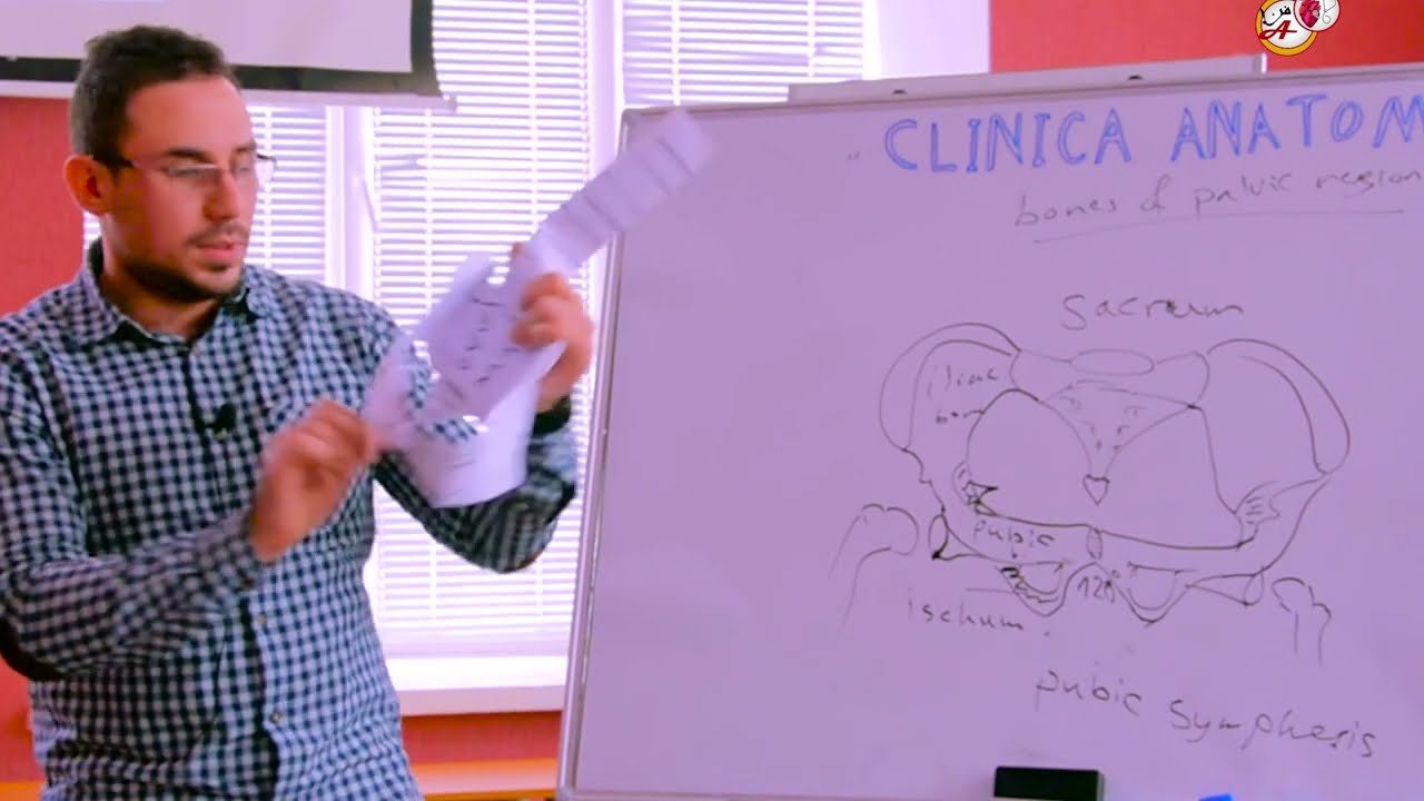 شرح تشريح عظام الحوض للمرأة ( نسائيه ) l pelvic clinical anatomy  part 1 ObGyn