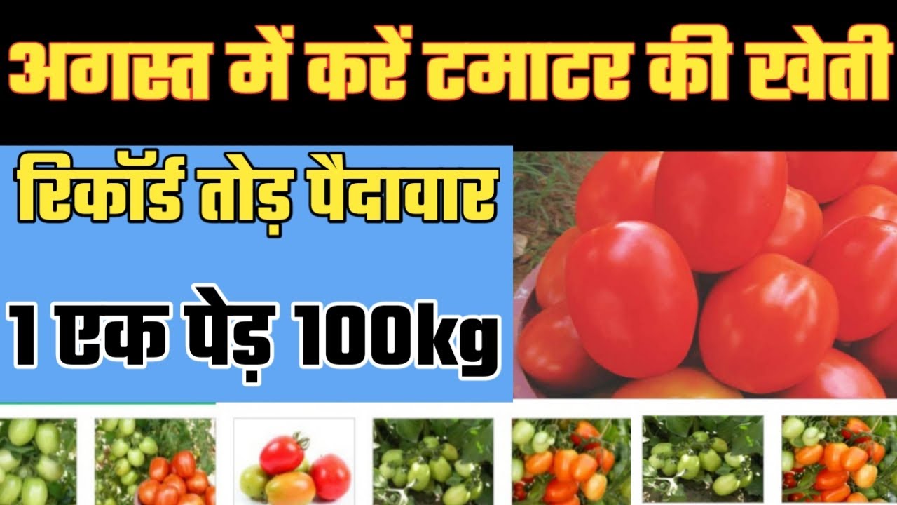 Tomato farming | जुलाई-अगस्त में करें टमाटर की खेती | कमाई होगी लाखों में |