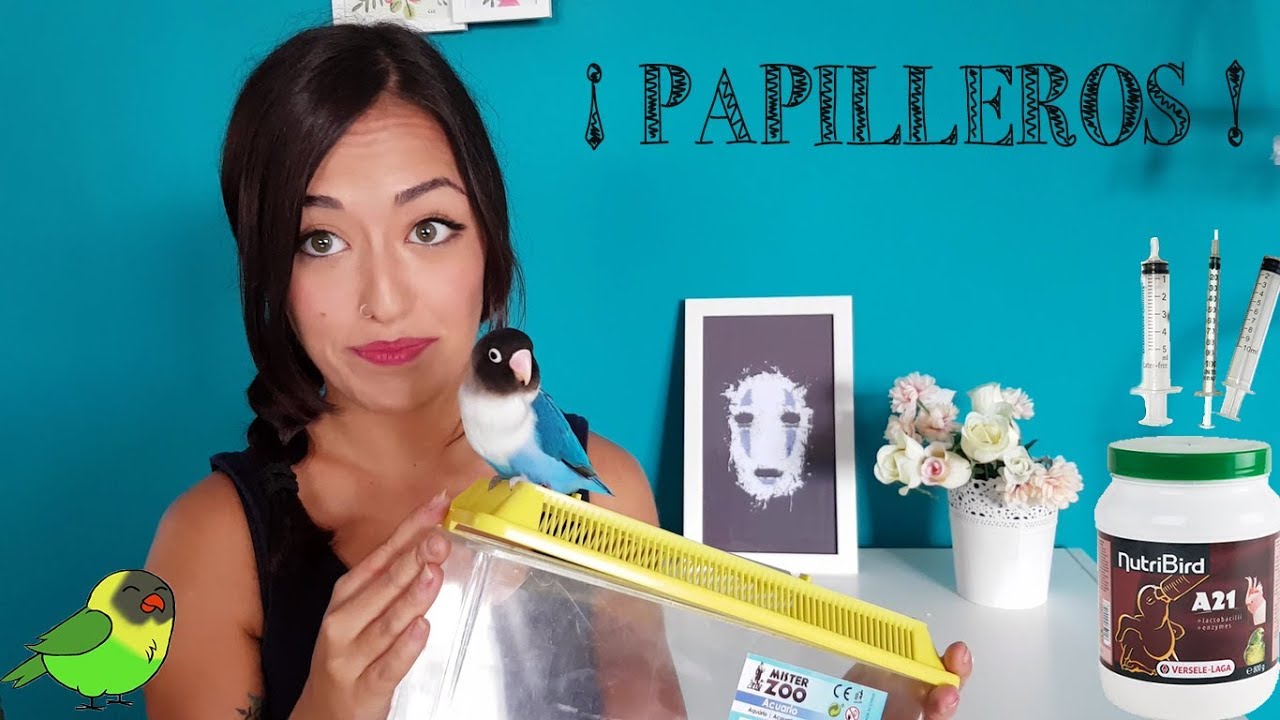 &iquest;Qu&eacute; comprar si quiero tener un agapornis papillero?