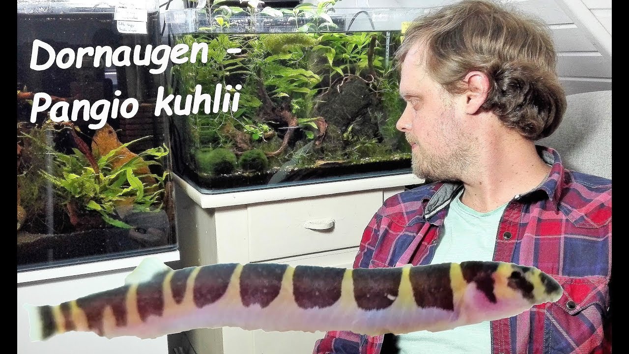 Dornaugen - Fische mal anders! Haltung von Pangio kuhlii