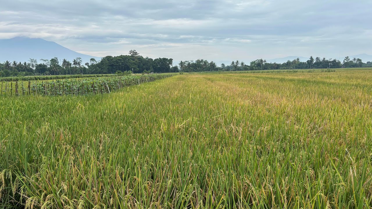 PANEN MENURUN, padi jelek, terdongkrak  harga tinggi #panenpadi #ricefield #nature #sawah #pertanian